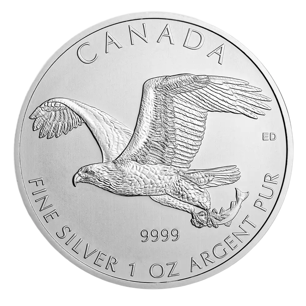 Birds of Prey Series - Silver Bald Eagle